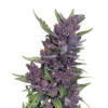 Auto Purple Kush Seeds