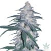 Blue Dream Marijuana Seeds