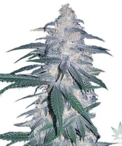 Blue Dream Marijuana Seeds