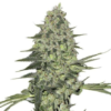 Buy Bubba Kush Seeds