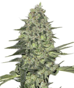 Buy Bubba Kush Seeds