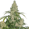 Critical Mass Seeds