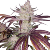 Get Platinum Cookies Seeds