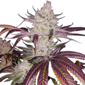 Get Platinum Cookies Seeds