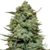 Girl Scout Cookies Seeds GSC