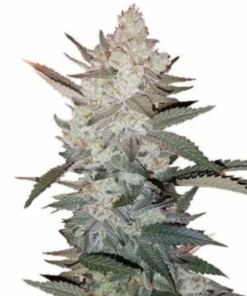 Order True OG Kush Seeds