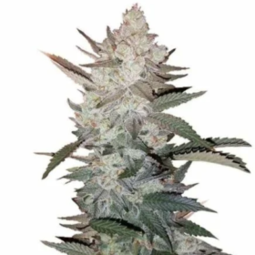 Order True OG Kush Seeds