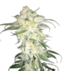 Afghan Kush Seeds