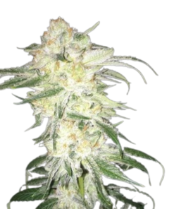 Afghan Kush Seeds