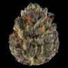 Buy Tropicana Cookies Strain