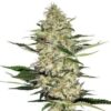 Hindu Kush Seeds