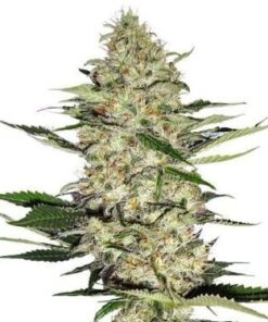 Hindu Kush Seeds