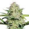 Kashmir Kush Seeds