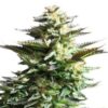 White Fire Alien Kush Seeds