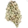 buy Biscotti indica strain