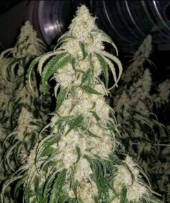 HIGH CBD SEEDS