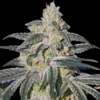 Afghan Hash Plant R