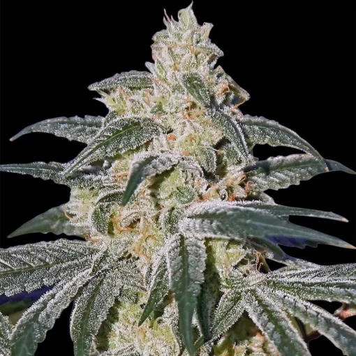 Afghan Hash Plant R