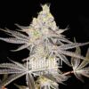 Alien Cookies X Kush Mints F