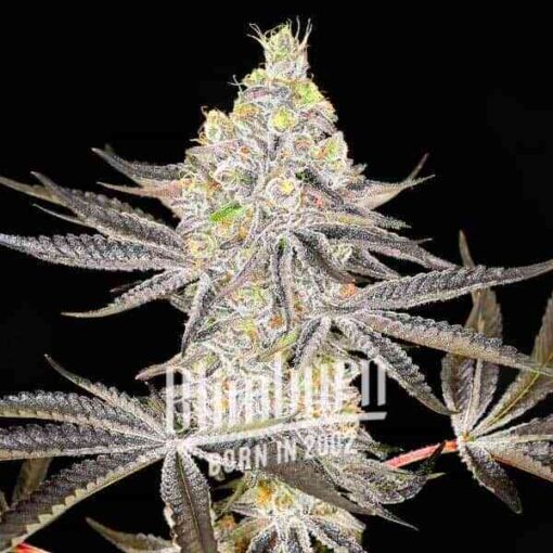 Alien Cookies X Kush Mints F