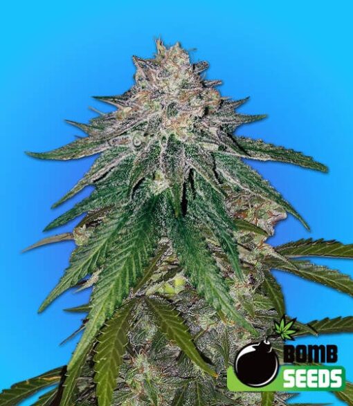Zkittlez Gum Bomb F